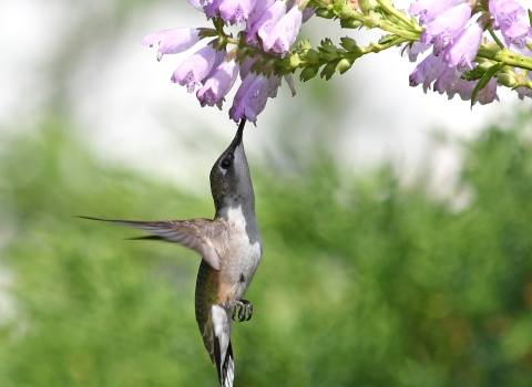 A ruby throated hummingbird hovering upwards to a light purple flower to feed. 