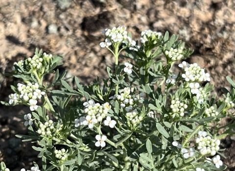 A plant can be seen close-up with light green folliage and small white flowers. The background is brown. 