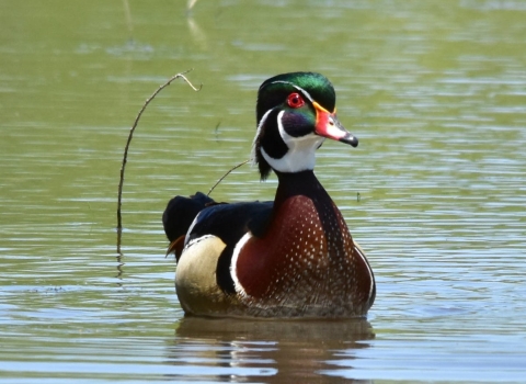 Close-up photo of male wood duck floating in greenish-blue water.