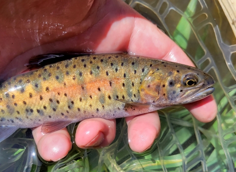 Yellow and green fish held in hand within a net.