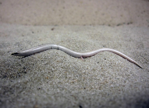 A sand skink displays a light tan color with spotting on its scales and a lateral strip on the snout. Its body shape is slender with reduced limbs. strip on the snout. 