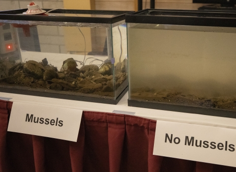 A picture demonstrating the incredible filtration capacity of freshwater mussels by using two tanks. After only 30 minutes, the aquarium with freshwater mussels contains crystal clear water while the one without mussels is still very cloudy and turbid.