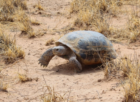 A bolson tortoise moving along a sandy surface next to some dry grass. 