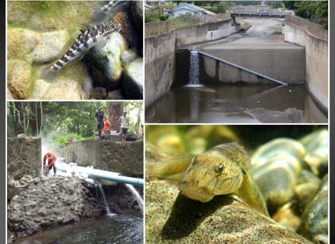 A collage of fresh water habitats in Hawaii. The top left is a fresh water goby. The top right is a concrete stream. The bottom left shows workers along a stream. The bottom right is a fresh water goby.