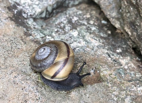 Photograph of one Pinaleno talussnail on rock.