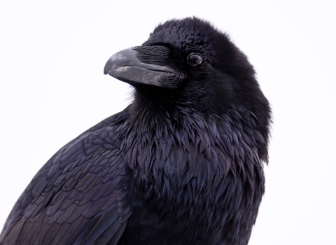 Common raven