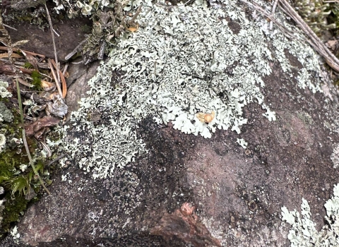 Pale bluish-grey foliose lichen adorns the top and sides of a purplish-brown rock, it is accompanied by some moss in the upper corners.