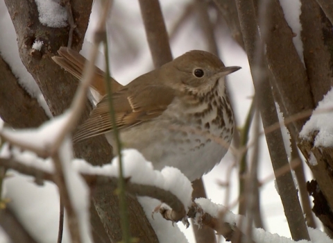 Picture of a hermit thrush sitting among the snow covered stems of bushes