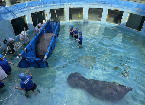 manatees in pool with people