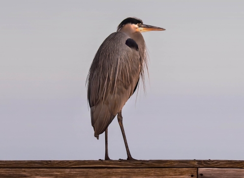 Great blue heron standing on the top rail of a wooden boardwalk against a light blue background.