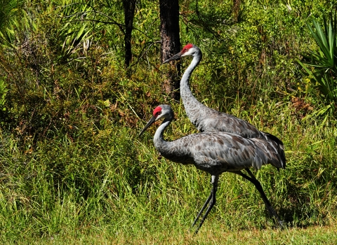 Two adult sandhill cranes walk together against a lush green background.