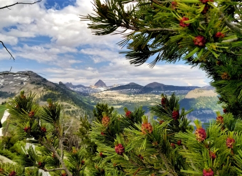 A sprawling valley with large snow capped mountains in the background. Framing the photo is the blooming branches of a whitebark pine tree. 