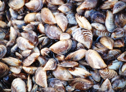 Invasive zebra mussels
