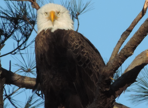 Photo of bald eagle sitting in a pine tree looking straight at camera.