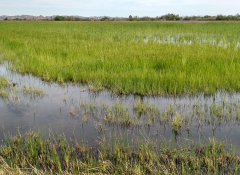 Ground-level view of a moist soil unit with shallow water and wetland vegetation.