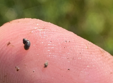 A close up image of a very small dark brown springsnail on the tip of someone's finger.