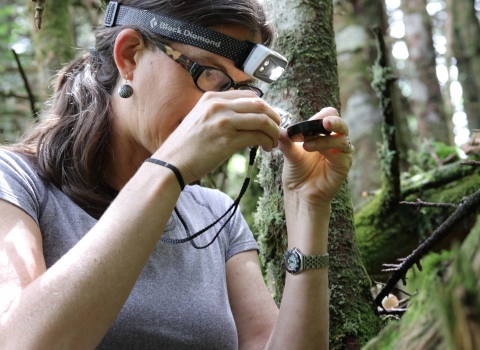 FWS Biologist examines a Spruce-Fir Spider in Asheville, NC