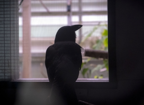 An ʻalalā sits in captive care. It peers out of a window. 