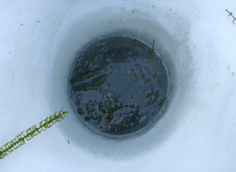 Elodea infestation visible through ice auger hole.