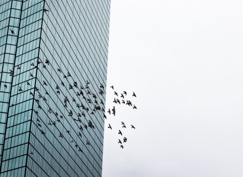 Birds flying next to a building with glass windows