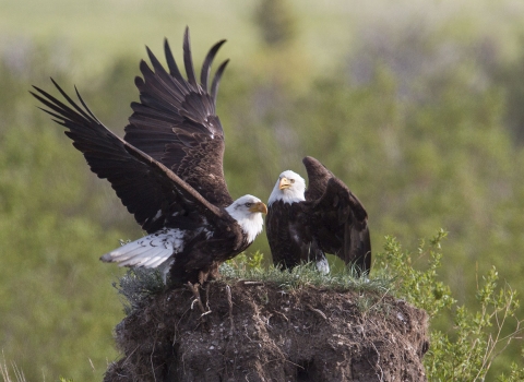 A pair of bald eagles sits atop a mound of dirt.