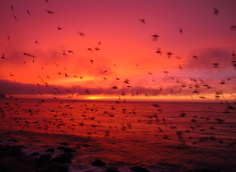 A large flock of birds fly fast over an island shore. The sunsets and casts red and pink across the ocean horizon and low clouds.