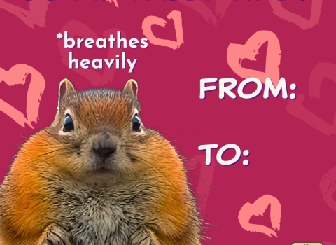 A graphic is made to look like a Valentine’s Day card with hearts and designs. A large and fluffy squirrel stares intensely with text that says Breathes Heavily, Be My Valentine.
