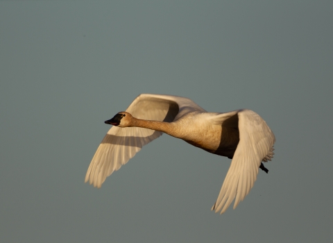 Tundra swan in flight on a clear day.