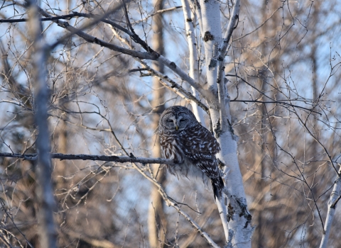 Barred Owl resting with its eyes closed in a tree, perched right next to the white papery trunk. No leaves on any of the trees within the background with the light blue winter sky seen through tree trunks and branches.
