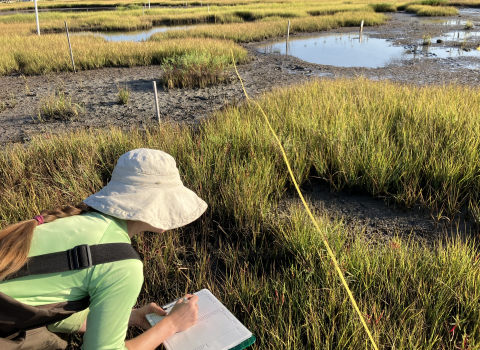 biologist surveys vegetation in salt marsh