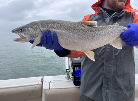 A biologist holding a wild lake trout while aboard a boat on Lake Ontario.
