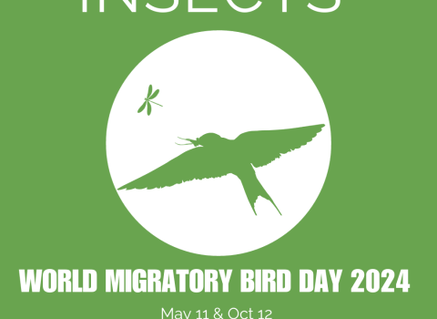banner with a bird and an insect flying in the air. World Migratory Bird day 2024, May 11 and October 12