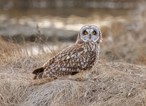 Image of short eared owl on ground