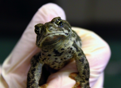 A green toad with dark spots in a biologist’s gloved hand