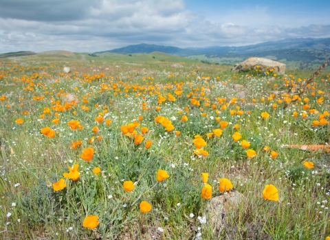 Poppies cover a hillside on Coyote Ridge preserve in northern California