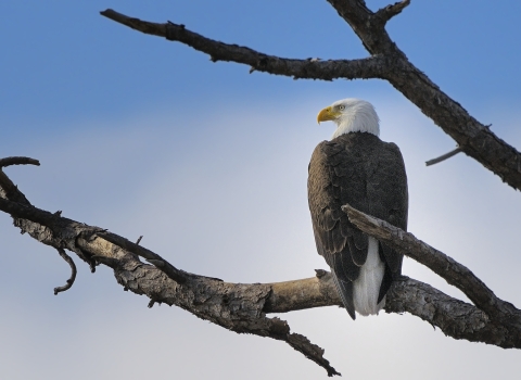 A bald eagle on a branch.