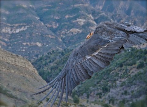 A California condor flies from right to left, taking up almost the entire half of the screen, with grassy, chaparral, and stratified canyons in the background