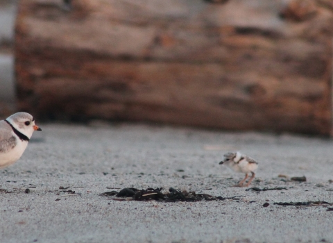 Piping plover adult and chick on beach at Rachel Carson National Wildlife Refuge