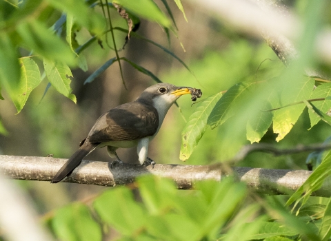 Brown bird standing on branch with dark colored caterpillar hanging out of it's yellow beak.