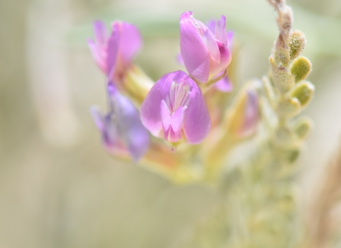 close-up of flower of Fish Slough milk-vetch