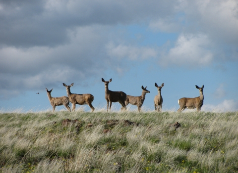 six mule deer on a grassy knoll with blue sky and clouds above