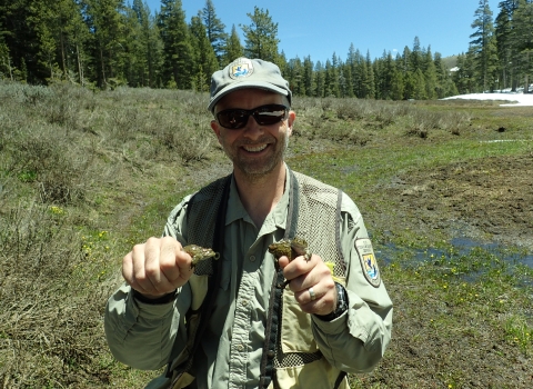 Biologist holding one toad in one hand and two toads in another hand.