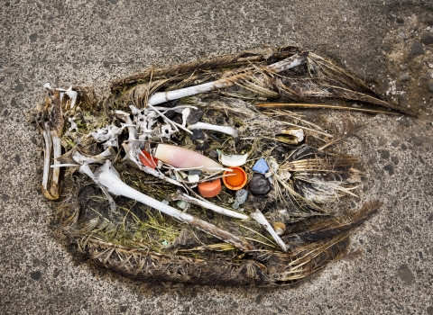 A Laysan albatross lies dead on the sand, its stomach filled with plastic debris that it swallowed.