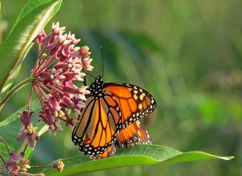 A monarch butterfly delicately balances on the flowers of a milkweed plant, drinking in the nectar. 