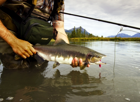 A man waist deep in water holding a silver fish and his fishing rod