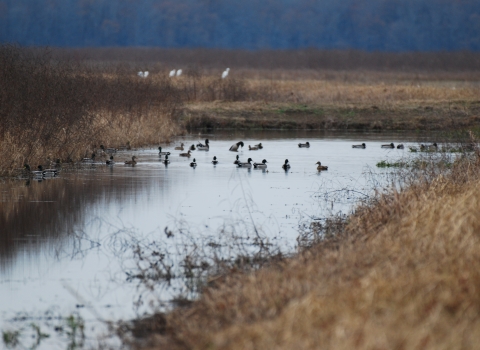 Ducks resting in flooded field 