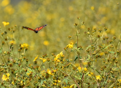 Monarch butterfly flying above native wildflowers