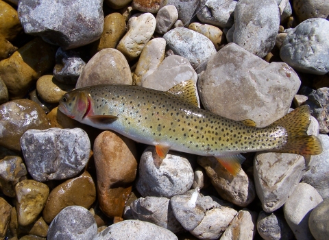 Yellowstone cutthroat trout on rocks