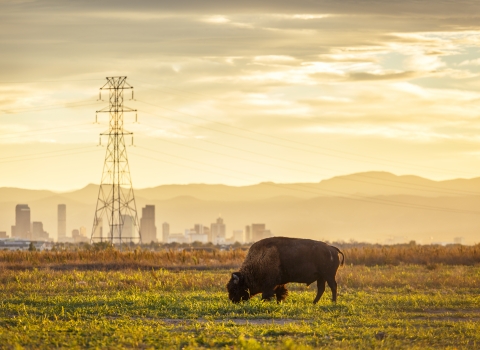 A bison grazing in the foreground with mountains and a city and electrical infrastructure in the background