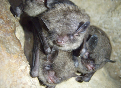 Three healthy Indiana bats huddled in a cave